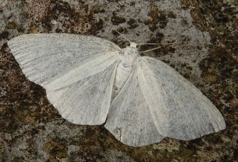 forse: Scopula subpunctaria - Geometridae